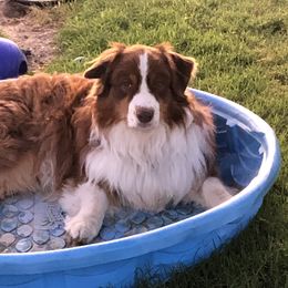 Stetson - Australian Shepherd