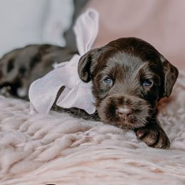 Story - Chocolate female Australian Labradoodle puppy in Decatur, Alabama from Southern Meadows Doodles