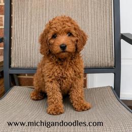Brent - Apricot male Goldendoodle puppy in Swartz Creek, Michigan from Michigan Doodles