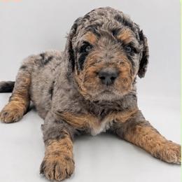 Flint - Merle male Saint Berdoodle puppy in Beach, North Dakota from Badland St. Berdoodles LLC