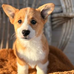 Trixie - Red female Pembroke Welsh Corgi puppy in Zwingle, Iowa from Morehead Family Dogs