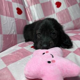 Pink - Brindle female Dachshund puppy in Waukegan, Illinois from Rolling and Howling Basset Hounds and Dachshunds