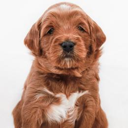 Patches - Red  male Goldendoodle puppy in Spartanburg, South Carolina from Sunset Cove Goldendoodles