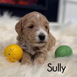 Sully - Apricot male Goldendoodle puppy in Nortonville, Kentucky from Deb’s KY Doodles