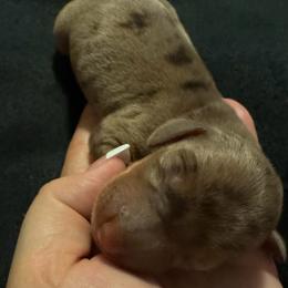 Hannah - Dapple female Dachshund puppy in Glen Saint Mary, Florida from 🍯 Honey Pot Dachshunds 🐾