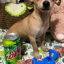 Millie's boy 1 - Fawn male Chihuahua puppy in Illinois from Briarwood Farm