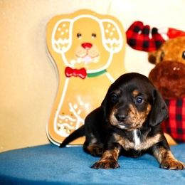 Ash - Black and cream male Dachshund puppy in Homosassa, Florida from SAN’S Dachshunds