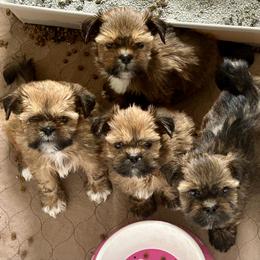 Lhasa Apso and Rhodesian Ridgeback Puppies from Koenigplatz Kennel