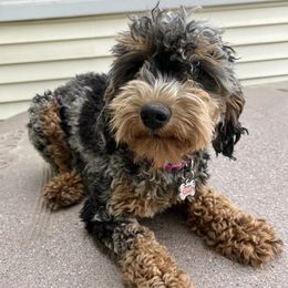 Aubree - Goldendoodle