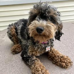 Aubree - Goldendoodle
