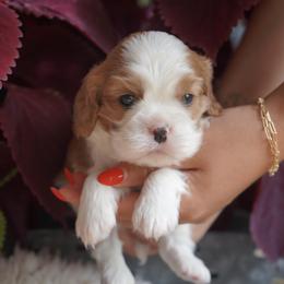 Stone - Blenheim male Cavalier King Charles Spaniel puppy in Lula, Georgia from Cavaliers by Crumley