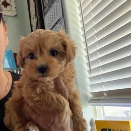 Lady Vega - Apricot female Maltipoo puppy in Southern,, California from Maltipoo Tiny Pups & More