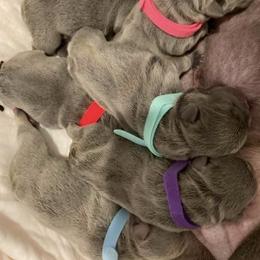 French Bulldogs from Roadrunner Kennels