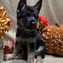 Love - Black and red female German Shepherd puppy in Big Rapids, Michigan from Misty Hills German Shepherds