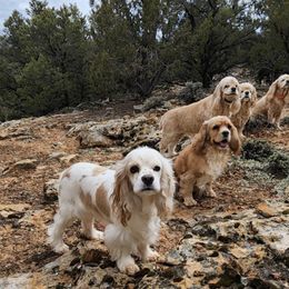 Cocker Spaniels from Gail Workman's Cocker Spaniels