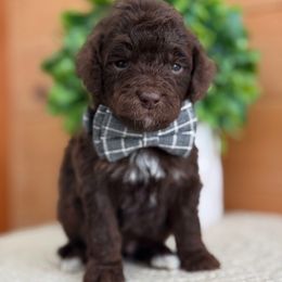 A-Orange Boy - Chocolate male Goldendoodle puppy in Lewisville, Texas from Texas Goldendoodle Lovers