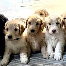 Goldendoodles from Finger Lakes Premium Goldendoodles