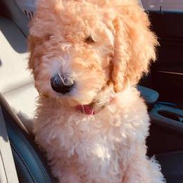 Goldendoodles from Oopsie Doodles
