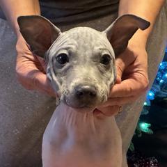 American Hairless Terrier Puppies from Edelweiss and JABO