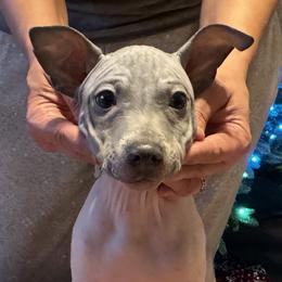 American Hairless Terrier Puppies from Edelweiss and JABO