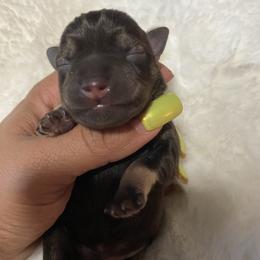 Liver boy - red - Liver male Miniature Schnauzer puppy in Lehigh Acres, Florida from Regency Schnauzer