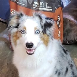 Zoey - Miniature Australian Shepherd