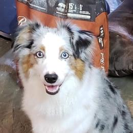 Zoey - Miniature Australian Shepherd