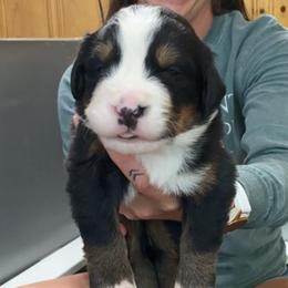 Black Collar Male - Black rust and white male Bernese Mountain Dog puppy in Bristol, Tennessee from Holston Hollow Farm