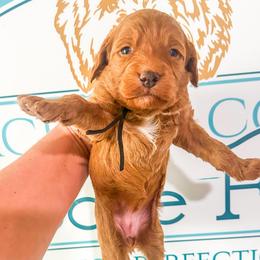 Mercy - Red  female Goldendoodle puppy in Mc Kee, Kentucky from Jackson County Doodles