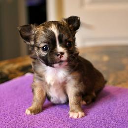 Black sable with white - Black sabled fawn male Chihuahua puppy in Marcy, New York from Dralion Chihuahuas