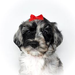 Bernedoodle, Double Doodle, and Goldendoodle Puppies from Winding Creek Ranch