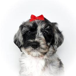 Bernedoodle, Double Doodle, and Goldendoodle Puppies from Winding Creek Ranch