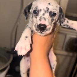 Light purple collar girl - White and black female Dalmatian puppy in Toledo, Ohio from Exquisite Dalmatians & Standard Poodles