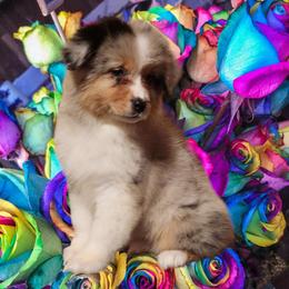 Mahi - Blue merle Australian Shepherd puppy in Pottstown, Pennsylvania from Ramos Standards
