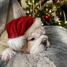 Bulldog Puppies from Semper Fi Bulldogs