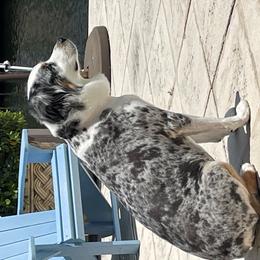 Australian Shepherd and Chihuahua All Grown Up from RockyTop Hearts