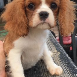 Cavalier King Charles Spaniel Puppies from Kilmaren Cavaliers