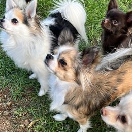 Chihuahuas from Sternheim Stars