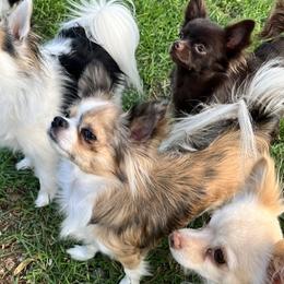 Chihuahuas from Sternheim Stars