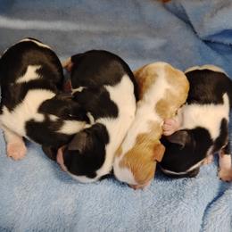 Cavalier King Charles Spaniel puppies from Apple Blossom Cavaliers