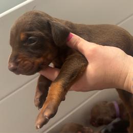 Nutmeg - Red and rust female Doberman Pinscher puppy in Wellington, Ohio from Jessie (TDD, llc)