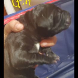 Great Dane Puppies from Titans Legacy Danes