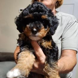 Yellow collar daisy - Tri-color female Bernedoodle puppy in Fairmount, Indiana from Capens' Doodles,Poodles and Poo's