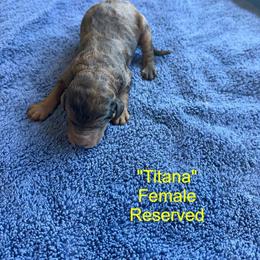 Titana - Parti female Poodle puppy in St. Johnsbury, Vermont from Poodles of the Northern Woods