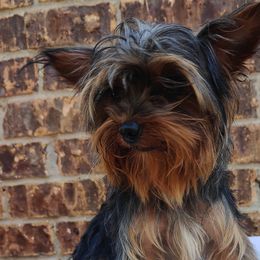 Anakin - Yorkshire Terrier