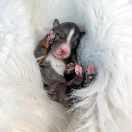 Merle Female - Blue merle female Bernedoodle puppy in Cedar City, Utah from Cedar Doodles- Home of the Teddybear Goldendoodle