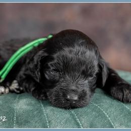 Girl 3 - female Bernedoodle puppy in Connersville, Indiana from Deaz Doodle Ranch