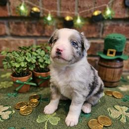 6 blue merle male - Blue merle male Miniature American Shepherd puppy in Placentia, California from Tru Cal Aussies