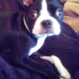 Boston Terriers from Beth's Boston Terriers