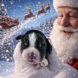 Max - Black white and tan male English Springer Spaniel puppy in Florida from Thunderbird Springers